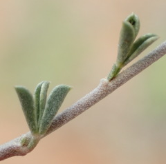 Lotononis sericophylla