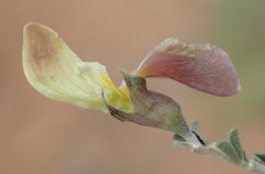 Lotononis sericophylla