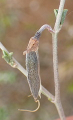 Lotononis sericophylla