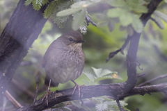 Bradypterus barratti