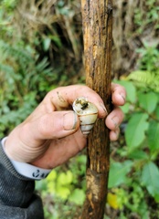 Amphidromus dautzenbergi