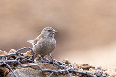 Crithagra symonsi