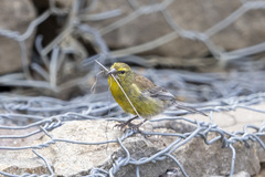 Crithagra symonsi