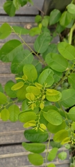 Phyllantheae