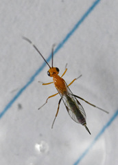 Oedemopsis