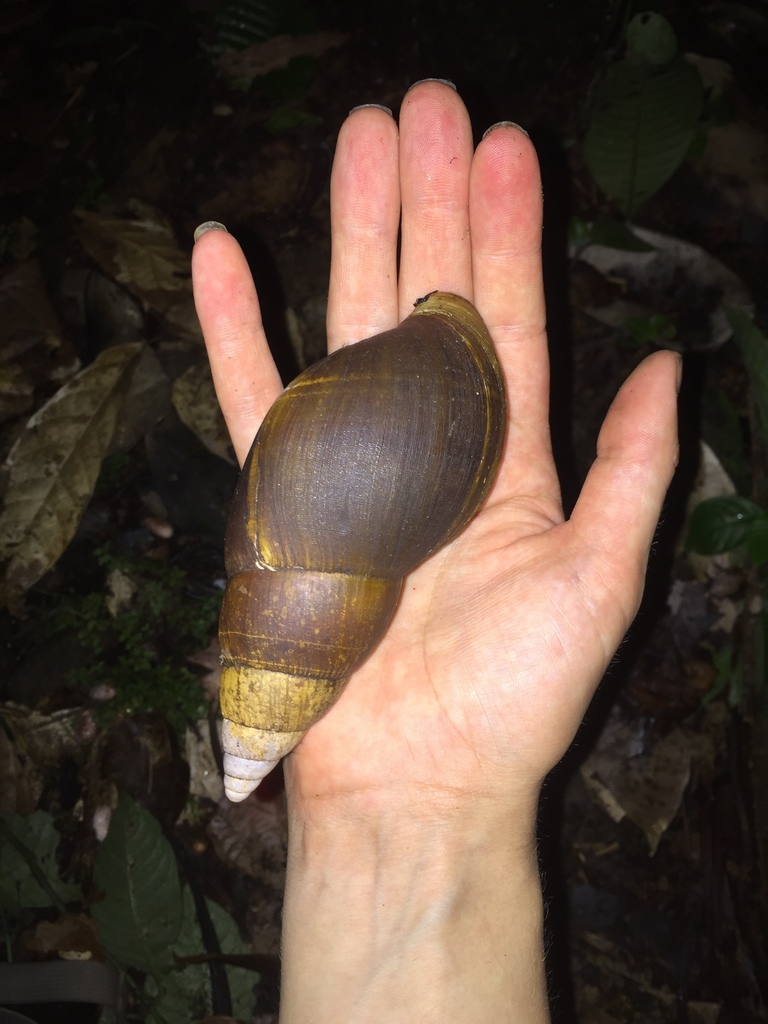Achatina bandeirana
