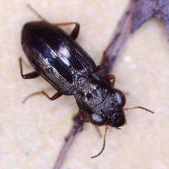 Notiophilus rufipes