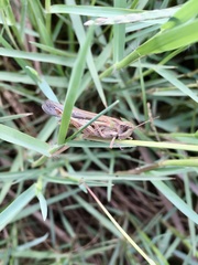 Aiolopus thalassinus