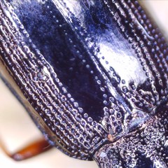 Notiophilus rufipes