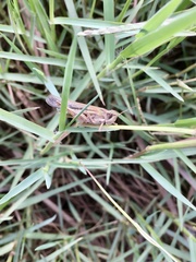 Aiolopus thalassinus