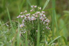 Symphyotrichum elliottii