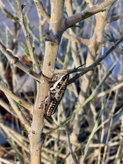 Monistria discrepans