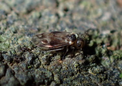 Peripsocidae