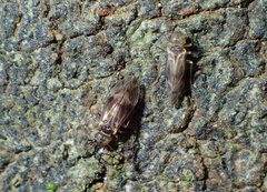 Peripsocidae