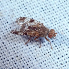 Tephritis vespertina