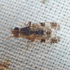 Tephritis vespertina