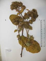 Arctium lappa
