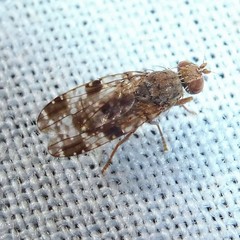 Tephritis vespertina