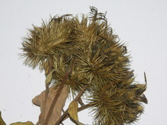 Arctium lappa