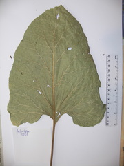 Arctium lappa