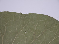 Arctium lappa