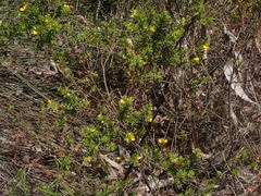 Pultenaea rostrata