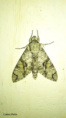 Manduca florestan