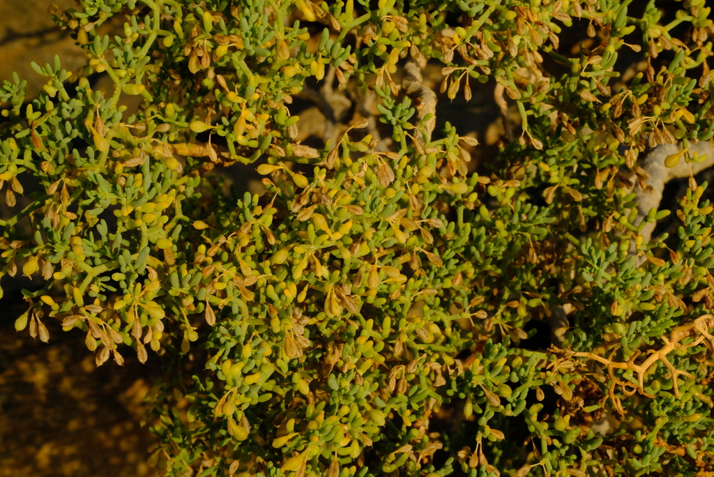orange twinleaf