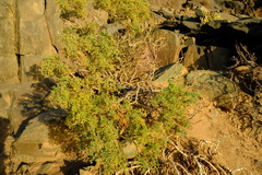 Zygophyllum segmentatum