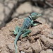 Tiburon Collared Lizard - Photo (c) Daniel Perez, some rights reserved (CC BY-NC), uploaded by Daniel Perez