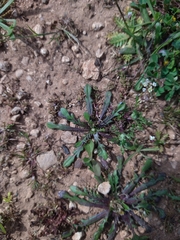 Crepis pusilla
