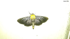 Phostria citrinalis