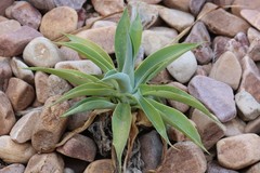 Agave desmettiana