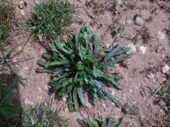 Crepis pusilla