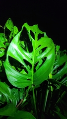 Monstera adansonii blanchetii
