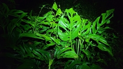 Monstera adansonii blanchetii