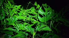 Monstera adansonii blanchetii