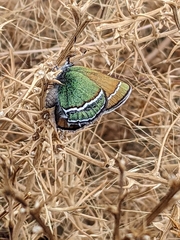Callophrys mcfarlandi