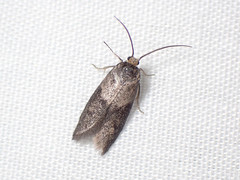 Cyclotorna egena