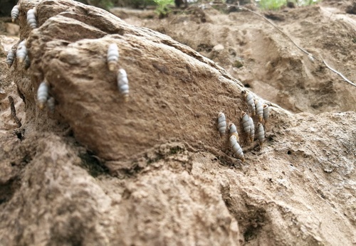 Serina prostoma