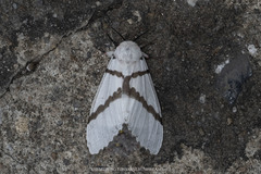 Lymantria marginalis