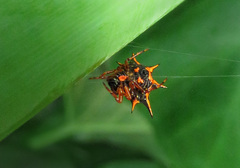 Macracantha