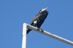 Phalacrocorax carbo