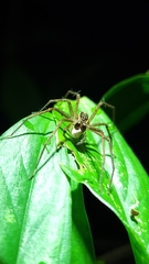 Paratrechalea julyae