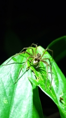 Paratrechalea julyae