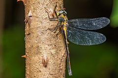 Micromidia convergens