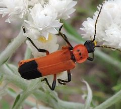Chauliognathus profundus