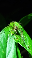 Paratrechalea julyae