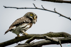 Glaucidium