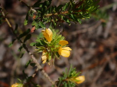 Pultenaea rostrata
